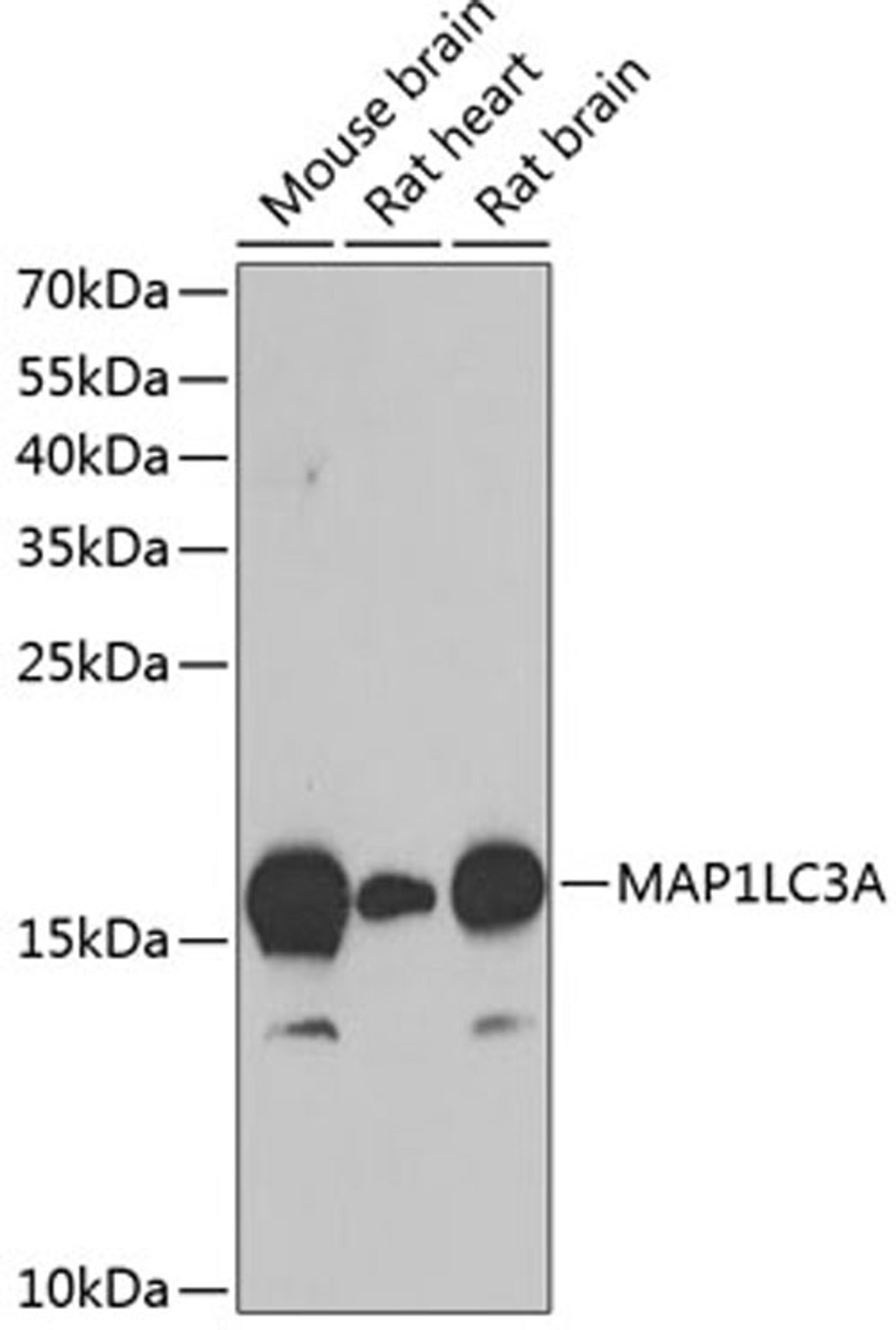 Western blot - MAP1LC3A antibody (A11438)