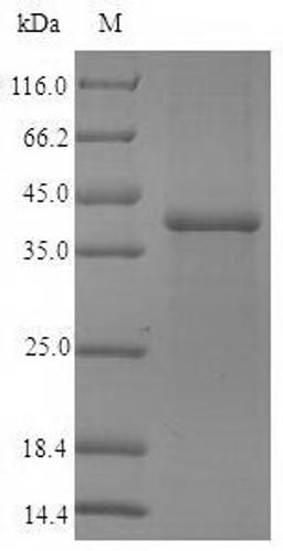 (Tris-Glycine gel) Discontinuous SDS-PAGE (reduced) with 5% enrichment gel and 15% separation gel.
