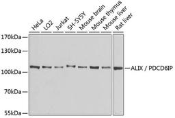 Western blot - ALIX / PDCD6IP antibody (A2215)