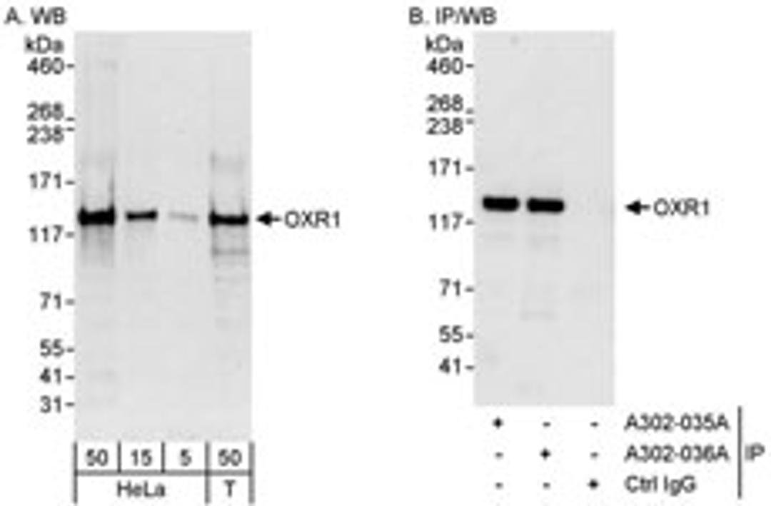 Detection of human OXR1 by western blot and immunoprecipitation.