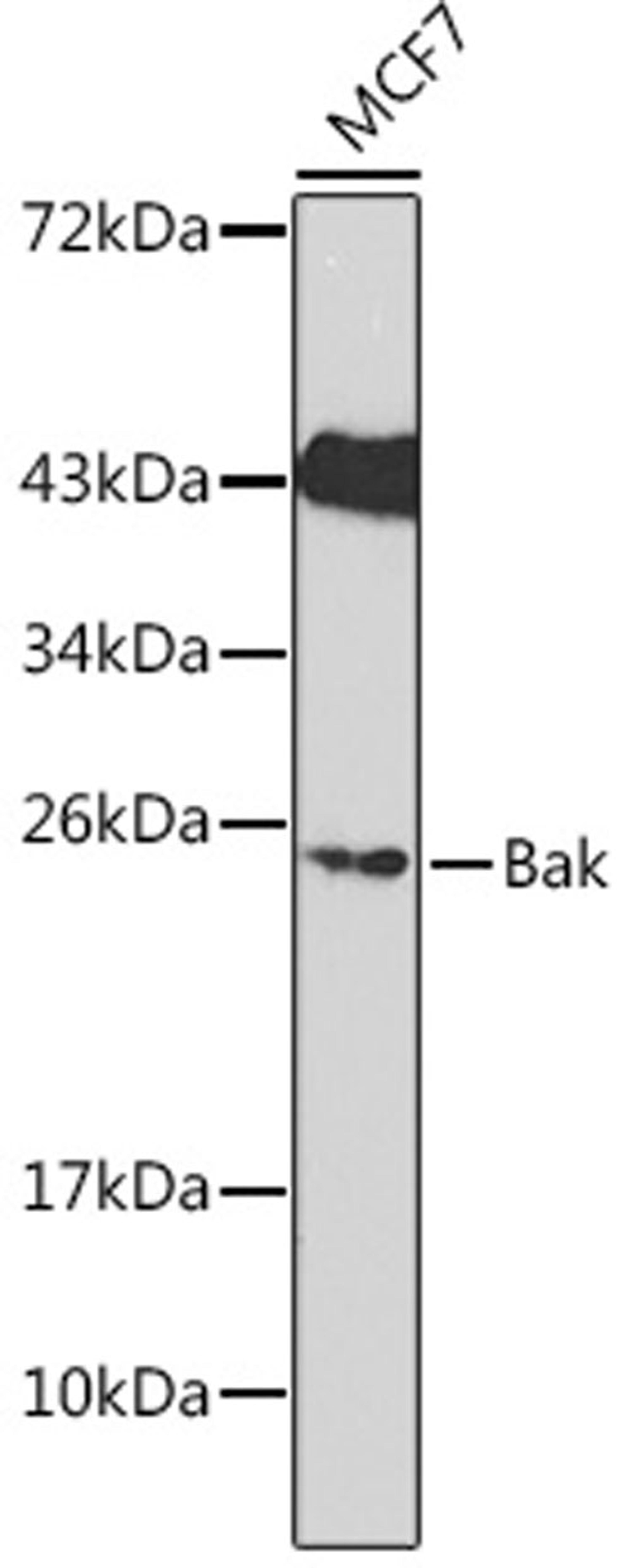 Western blot - Bak Antibody (A13281)