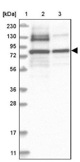 Western Blot: PNPT1 Antibody [NBP1-82485] - Lane 1: Marker [kDa] 230, 130, 95, 72, 56, 36, 28, 17, 11<br/>Lane 2: Human cell line RT-4<br/>Lane 3: Human cell line U-251MG sp