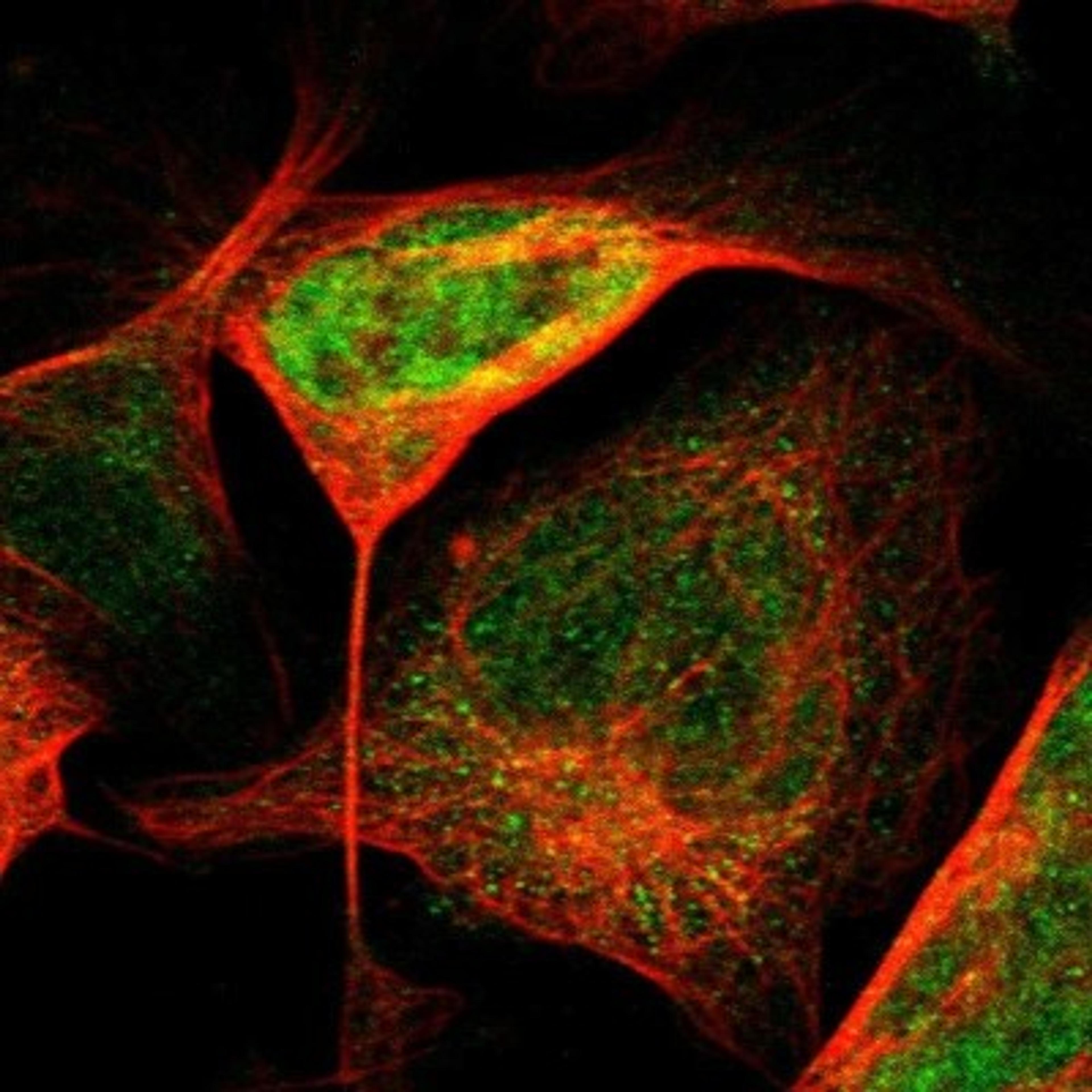 Immunocytochemistry/Immunofluorescence: DNAJB7 Antibody [NBP1-81692] - Staining of human cell line U-2 OS shows positivity in nucleus & cytoplasm.