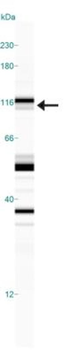 Simple Western: NHE3/SLC9A3 [p Ser552] Antibody (14D5) [NB110-81529] - Simple Western lane view shows a specific band for NHE3 in 0.5 mg/ml of Hek293 lysate.  This experiment was performed under reducing conditions using the 12-230 kDa separation system.