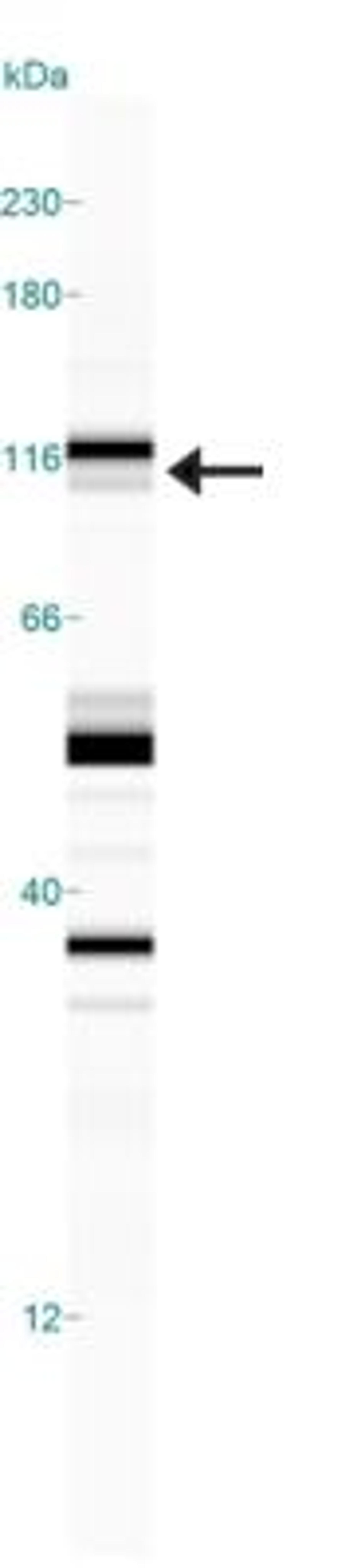 Simple Western: NHE3/SLC9A3 [p Ser552] Antibody (14D5) [NB110-81529] - Simple Western lane view shows a specific band for NHE3 in 0.5 mg/ml of Hek293 lysate.  This experiment was performed under reducing conditions using the 12-230 kDa separation system.