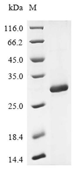 (Tris-Glycine gel) Discontinuous SDS-PAGE (reduced) with 5% enrichment gel and 15% separation gel.