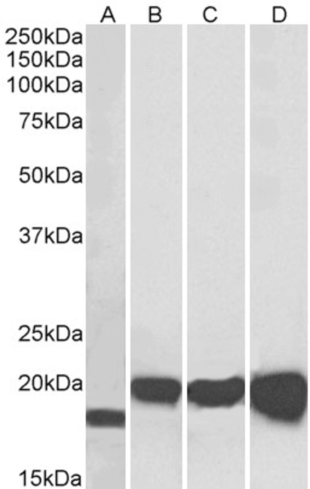 46-412 (0.01ug/ml) staining of NIH3T3 (A), HEK293 (B), HepG2 (C) and MCF7 (D) lysates (35ug protein in RIPA buffer). Primary incubation was 1 hour. Detected by chemiluminescence.