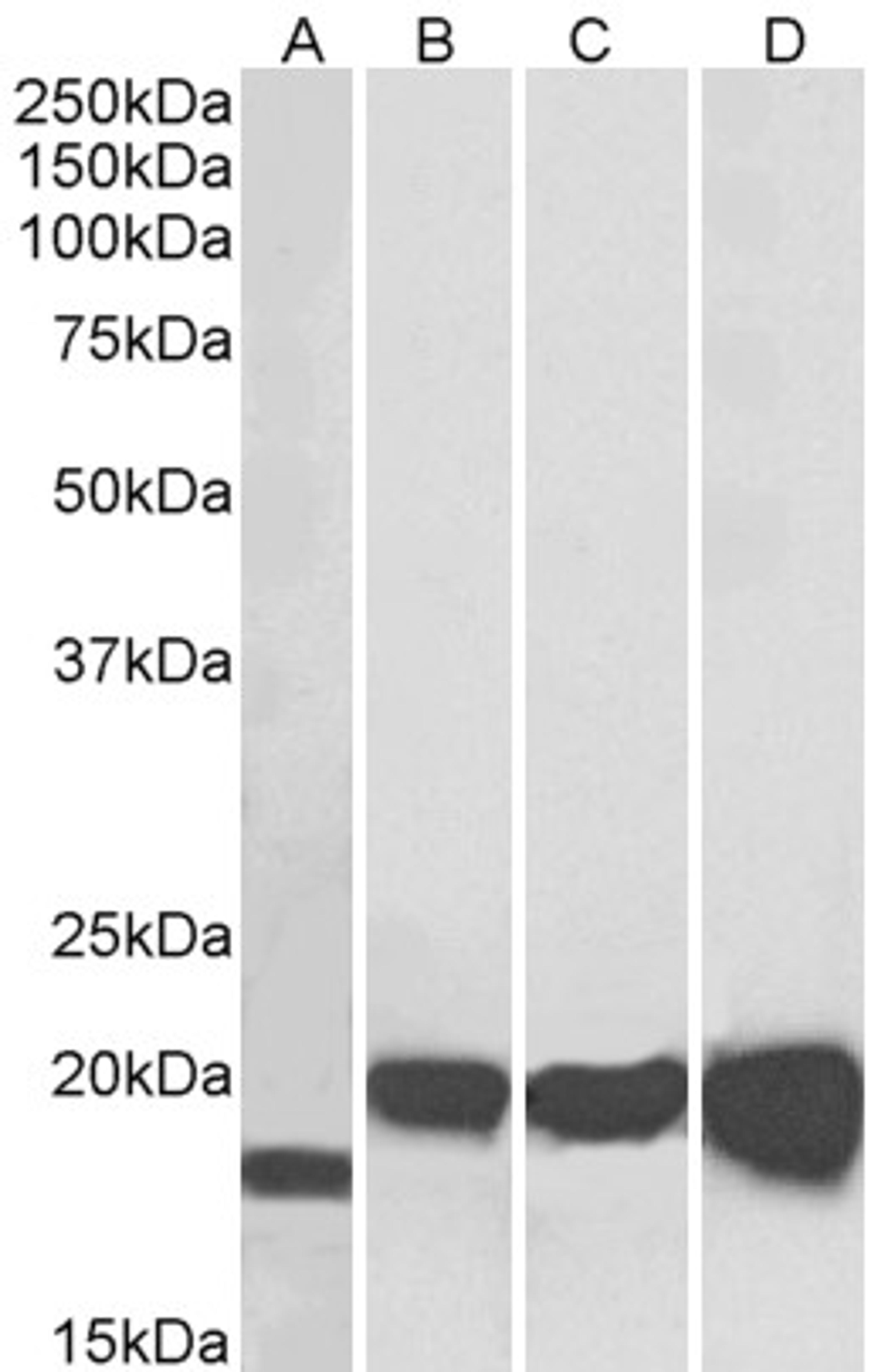 46-412 (0.01ug/ml) staining of NIH3T3 (A), HEK293 (B), HepG2 (C) and MCF7 (D) lysates (35ug protein in RIPA buffer). Primary incubation was 1 hour. Detected by chemiluminescence.