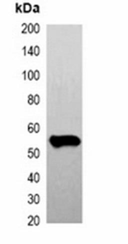 Western blot analysis of 293T cell lysate using FLAG-tag antibody