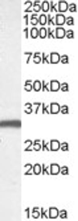 45-537 (1ug/ml) staining of Mouse Brain lysate (35ug protein in RIPA buffer). Primary incubation was 1 hour. Detected by chemiluminescence.