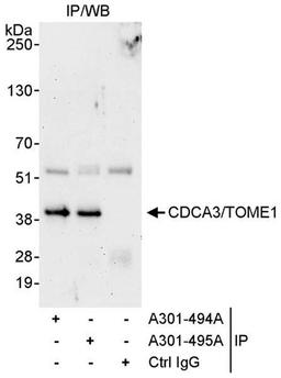 Detection of human CDCA3/TOME1 by WB of IP.