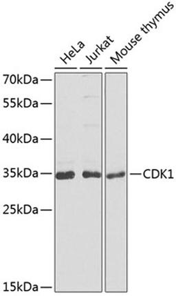 Western blot - CDK1 antibody (A2861)