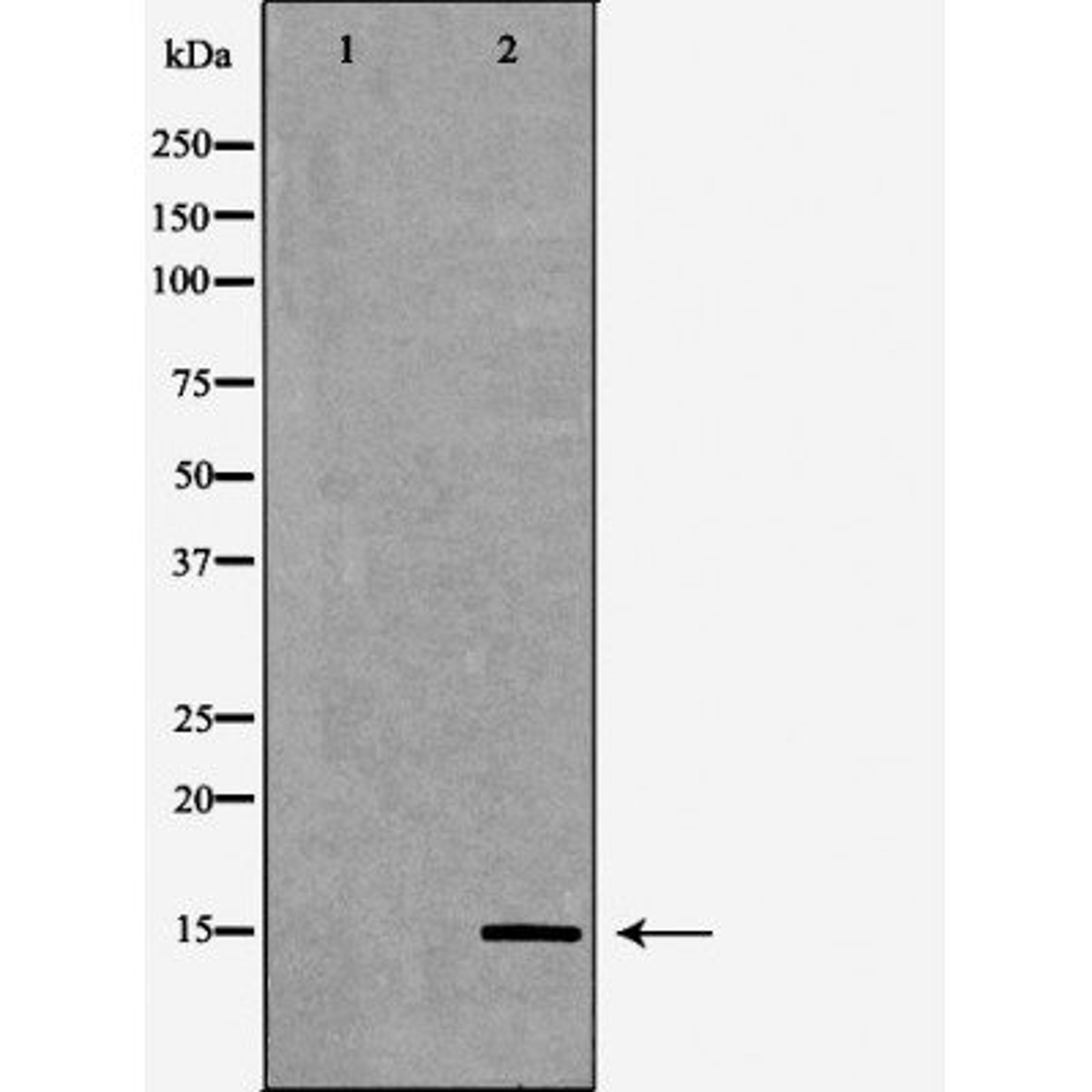 Western blot analysis of HeLa cell line and H3 protein expressed in E.coli using Histone H3K4me1 antibody