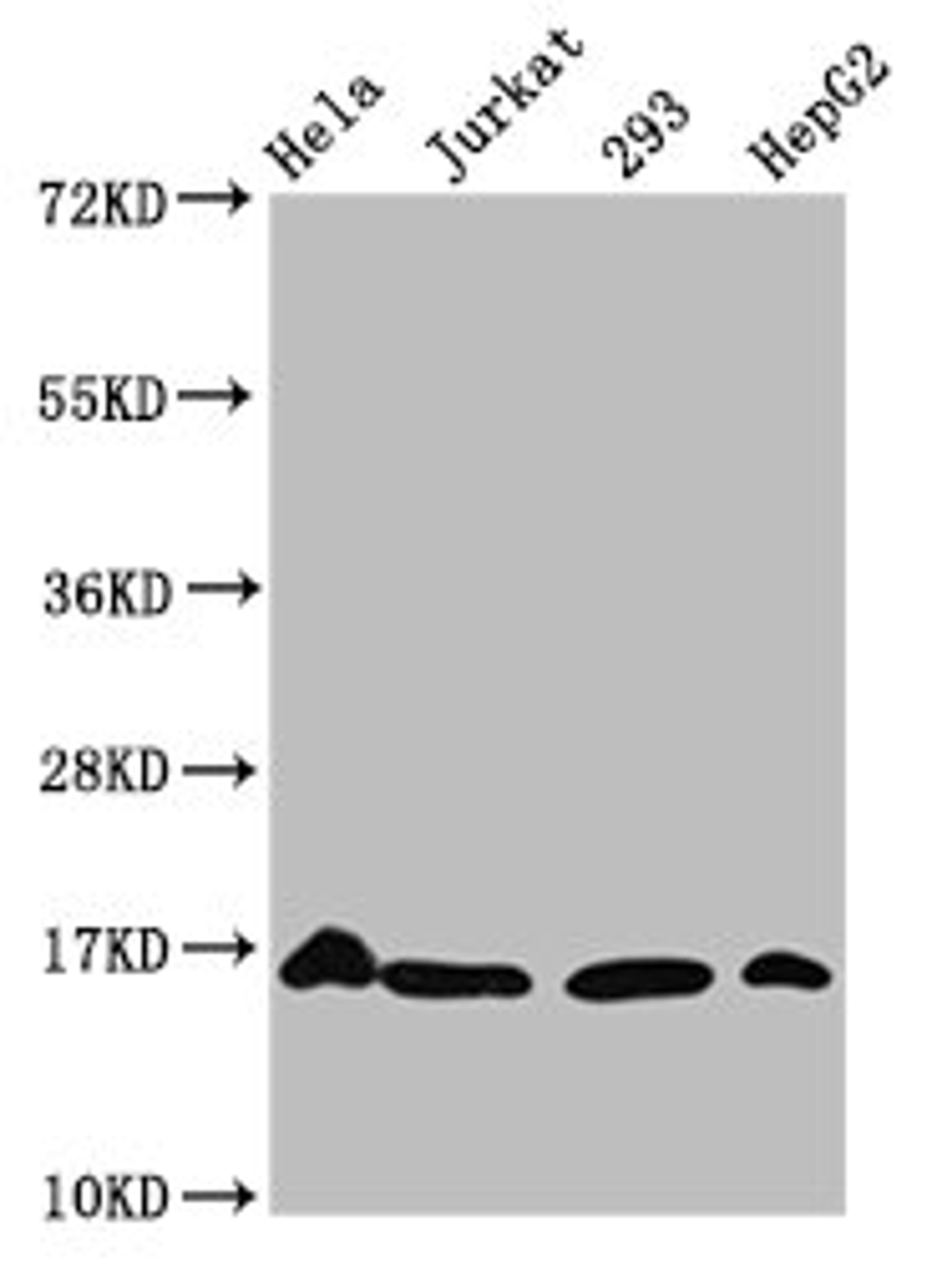 Western Blot. Positive WB detected in: Hela whole cell lysate, Jurkat whole cell lysate, 293 whole cell lysate, HepG2 whole cell lysate (treated by 30mM sodium crotonylate for 4h). All lanes: HIST1H3A antibody at 1.5µg/ml. Secondary. Goat polyclonal to rabbit IgG at 1/50000 dilution. Predicted band size: 16 kDa. Observed band size: 16 kDa