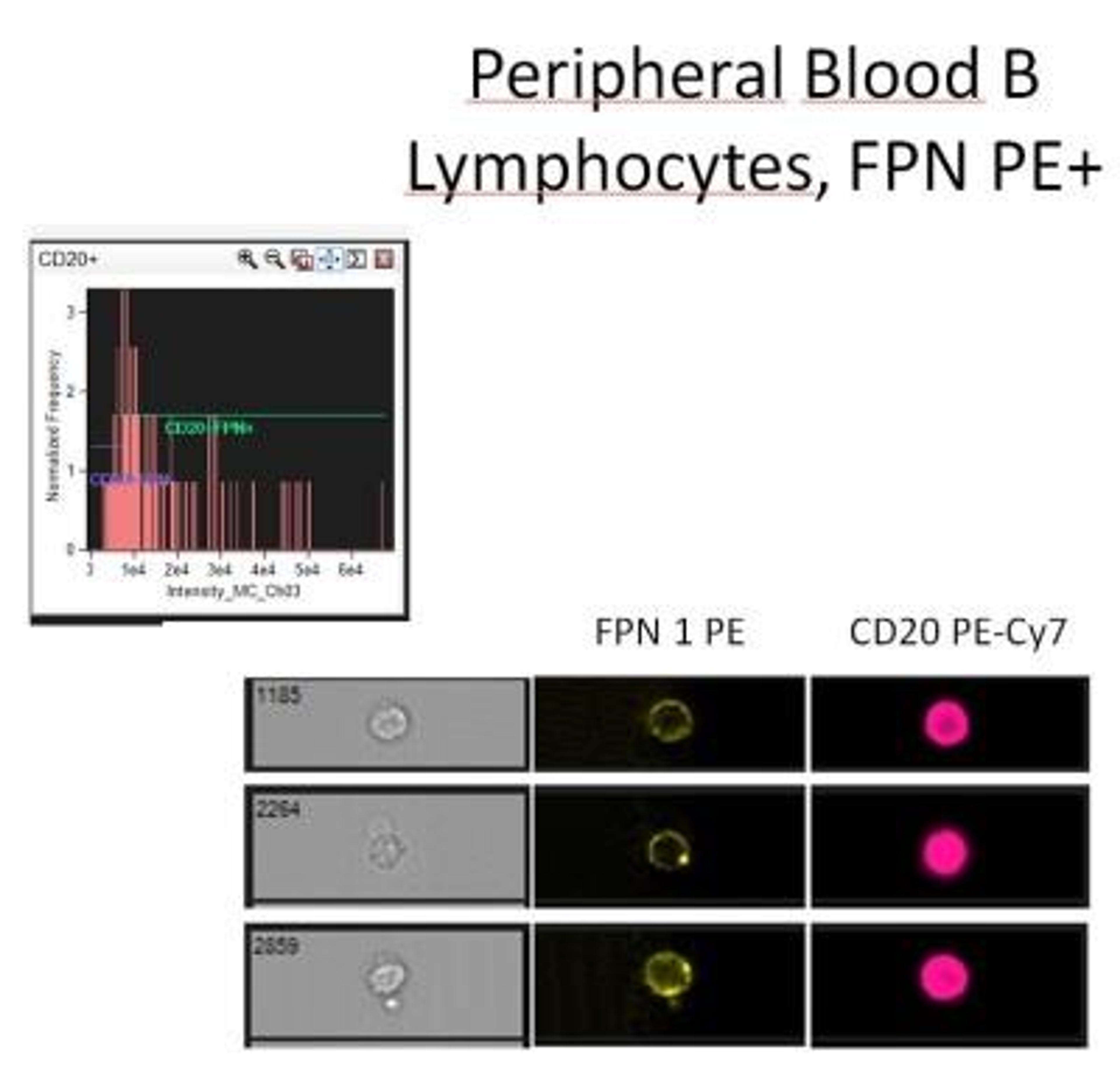 Flow Cytometry: Ferroportin/SLC40A1 Antibody [NBP1-21502] - Analysis using the PE conjugate of NBP1-21502. Staining of Ferroportin in human B lymphocytes in peripheral blood using PE conjugated anti-Ferroportin antibody. Image from verified customer review.