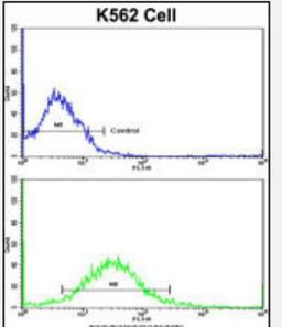 Flow Cytometry: SCAP Antibody [NBP2-29930] - K562 cells using (Center)(bottom histogram) compared to a negative control cell (top histogram). FITC-conjugated goat-anti-rabbit secondary antibodies were used for the analysis.