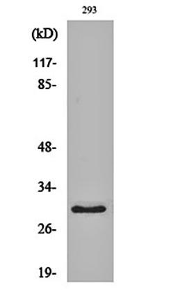 Western blot analysis of 293 cell lysates using MRP-L10 antibody