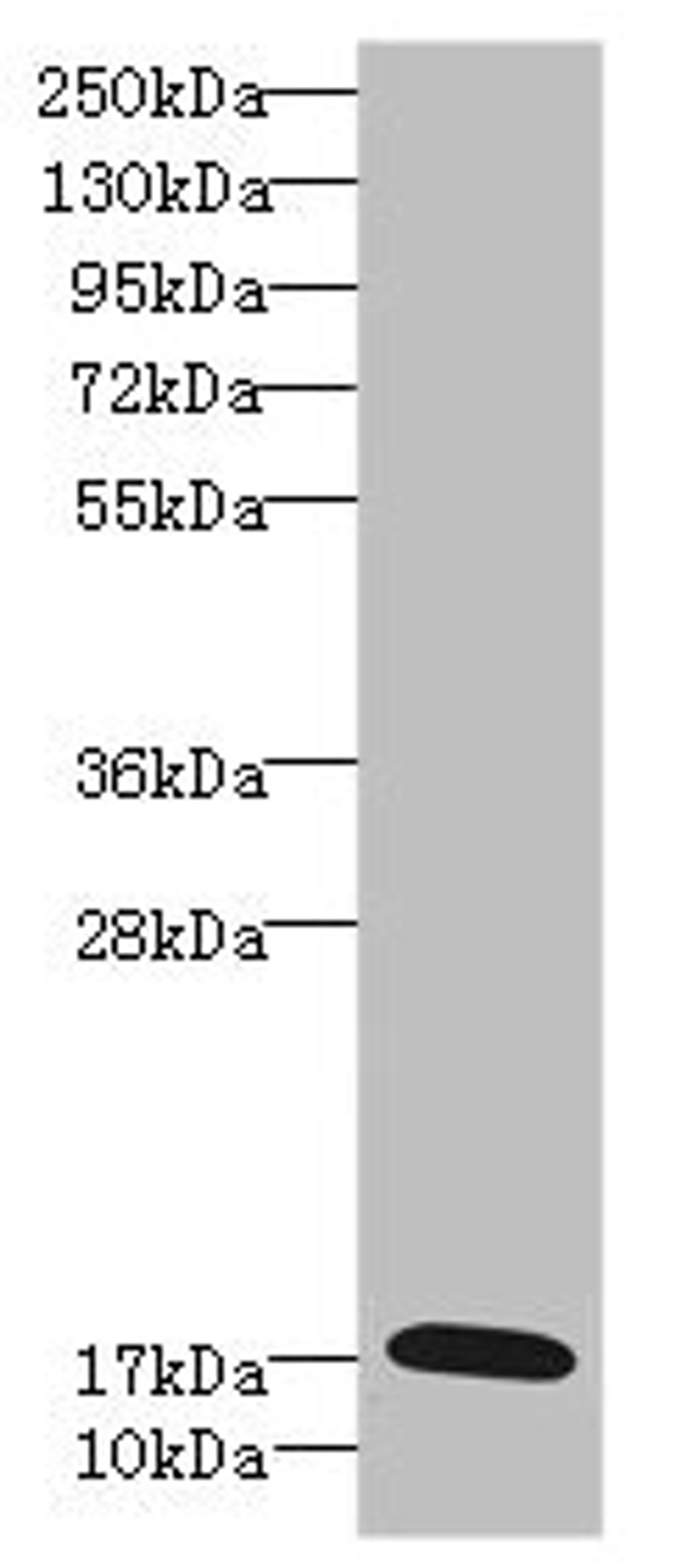 Western blot. All lanes: GADD45G antibody IgG at 5.39ug/ml + Rat heart tissue. Secondary. Goat polyclonal to rabbit IgG at 1/10000 dilution. Predicted band size: 17 kDa. Observed band size: 17 kDa.