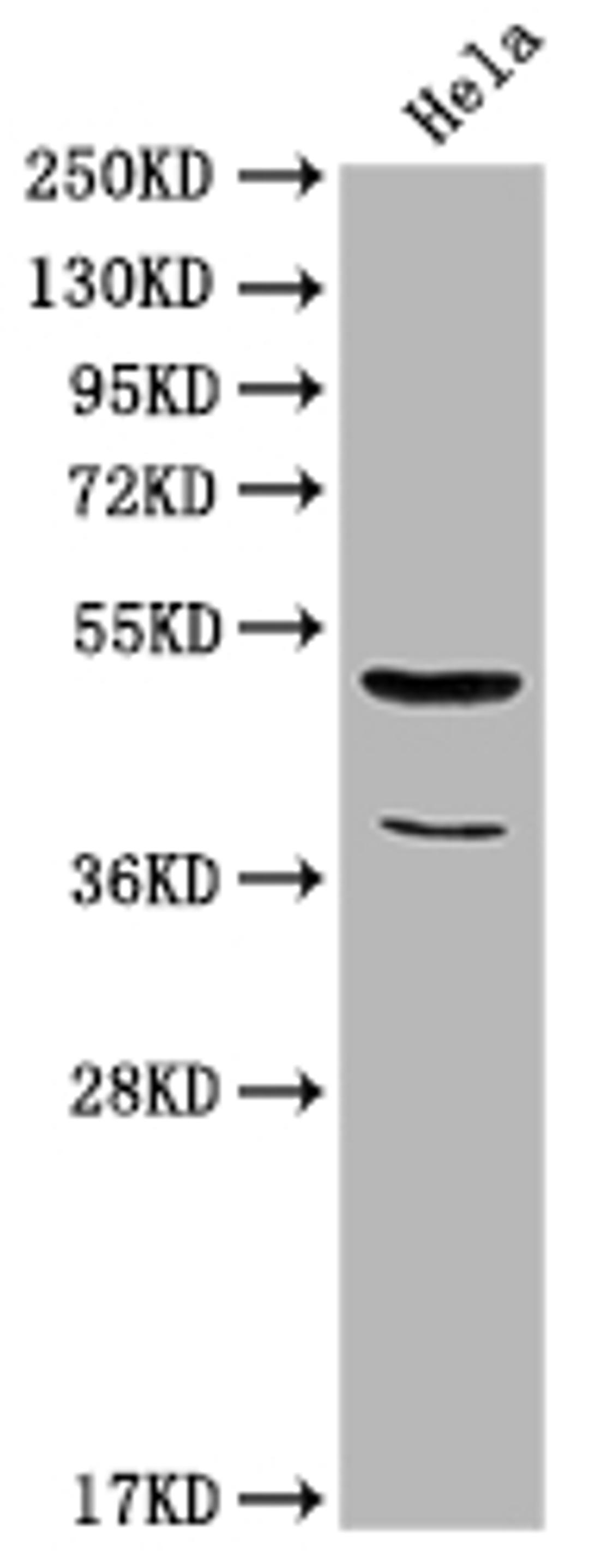 Western Blot. Positive WB detected in: Hela whole cell lysate. All lanes: Nucb2 antibody at 1:2000. Secondary. Goat polyclonal to rabbit IgG at 1/50000 dilution. Predicted band size: 51 kDa. Observed band size: 51 kDa.