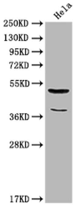 Western Blot. Positive WB detected in: Hela whole cell lysate. All lanes: Nucb2 antibody at 1:2000. Secondary. Goat polyclonal to rabbit IgG at 1/50000 dilution. Predicted band size: 51 kDa. Observed band size: 51 kDa.