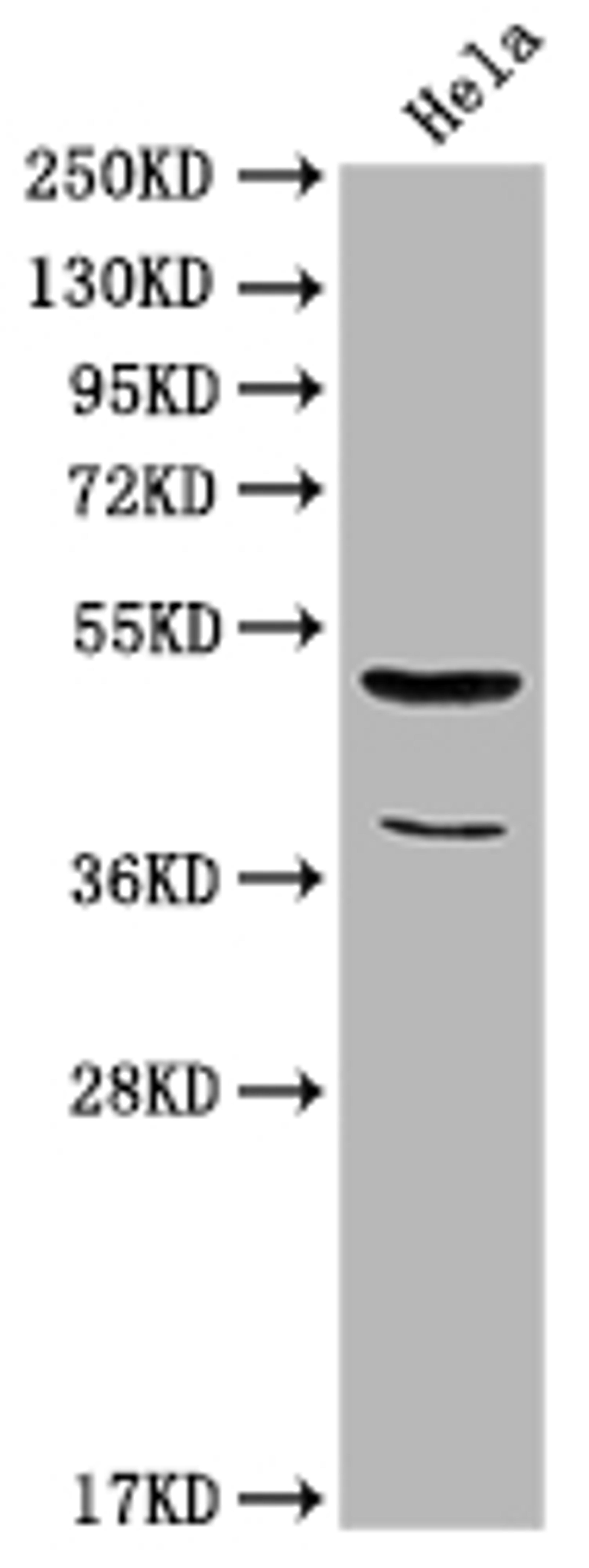 Western Blot. Positive WB detected in: Hela whole cell lysate. All lanes: Nucb2 antibody at 1:2000. Secondary. Goat polyclonal to rabbit IgG at 1/50000 dilution. Predicted band size: 51 kDa. Observed band size: 51 kDa.