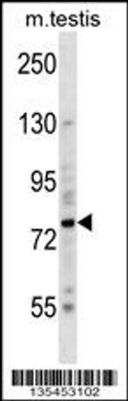 Western blot analysis in mouse testis tissue lysates (35ug/lane).