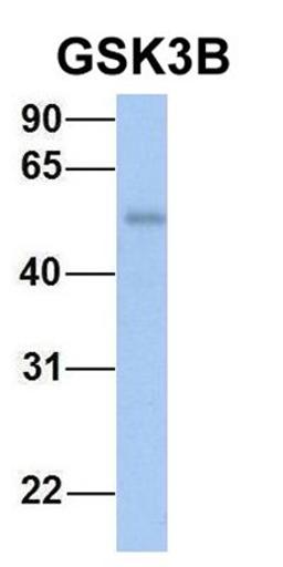 Western blot analysis of human Fetal Heart tissue using GSK3B antibody