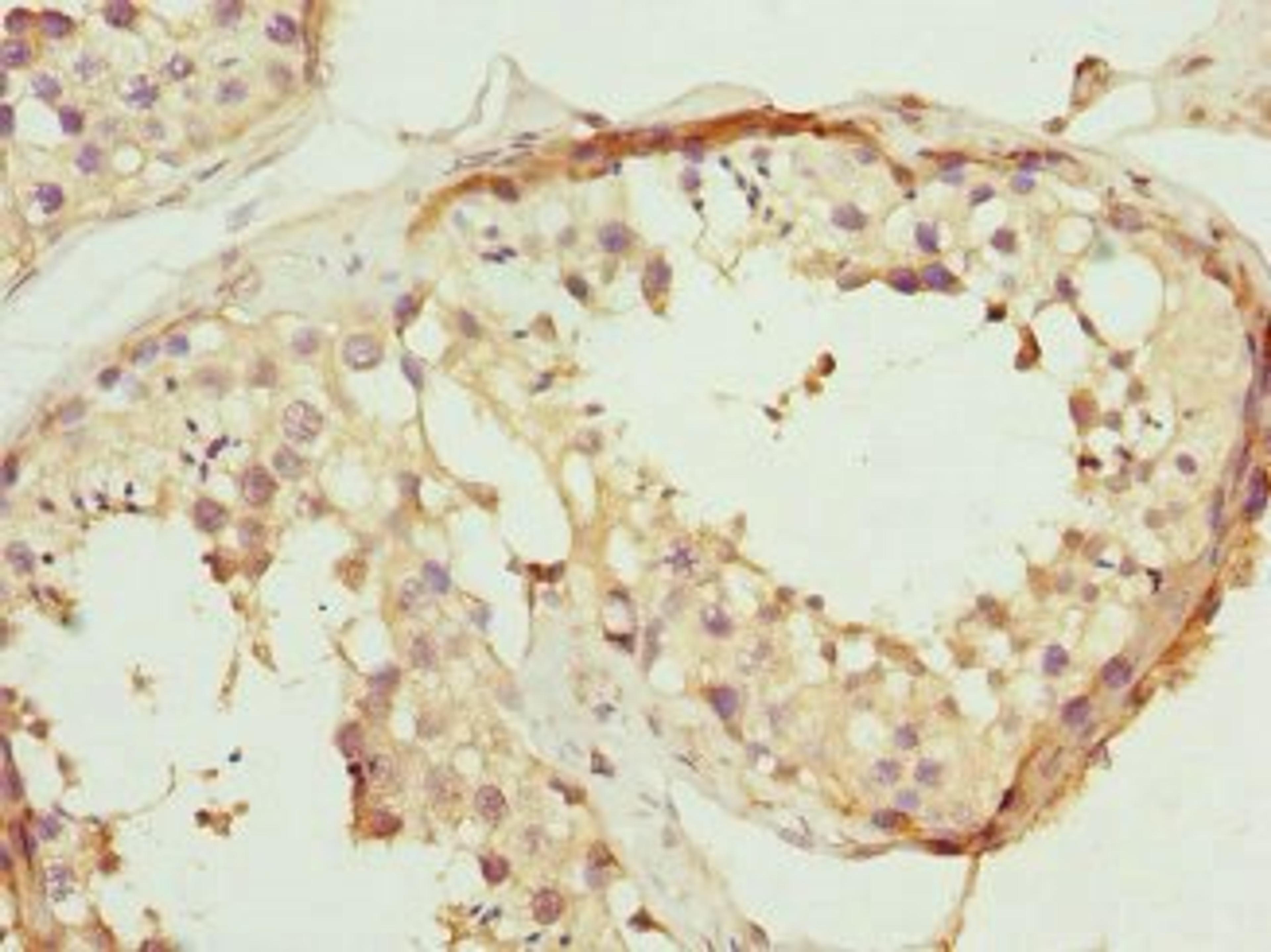 Immunohistochemical staining of human testis tissue using PTPRB antibody