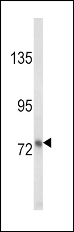 Western blot analysis of LTF Antibody in MDA-MB231 cell line lysates (35ug/lane)