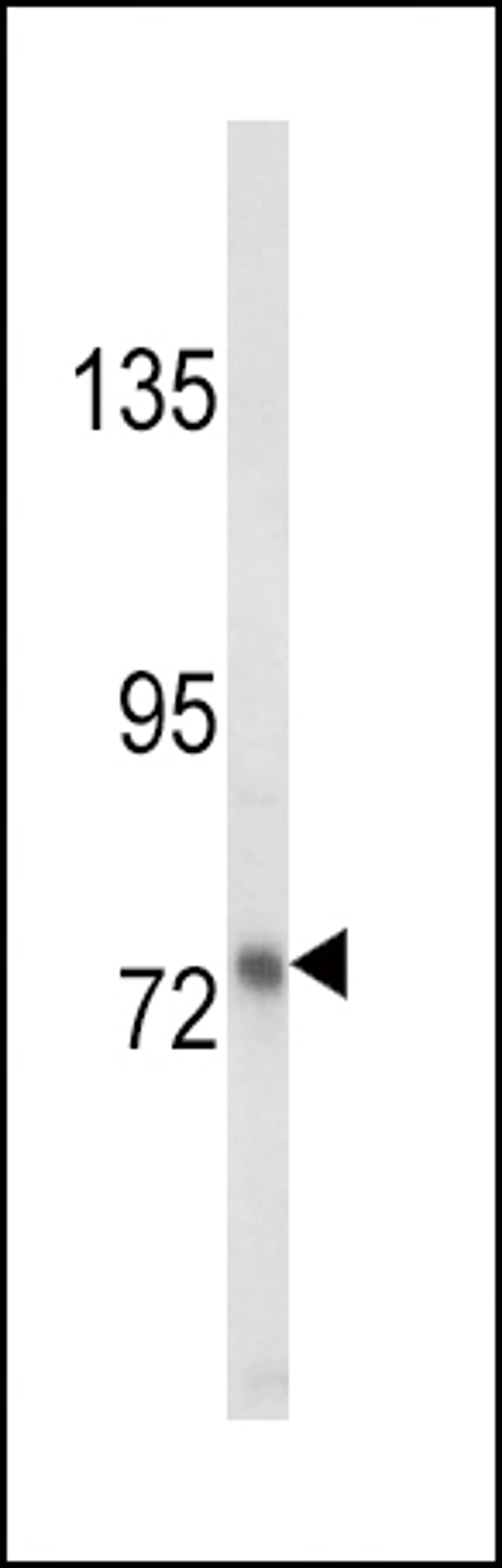 Western blot analysis of LTF Antibody in MDA-MB231 cell line lysates (35ug/lane)