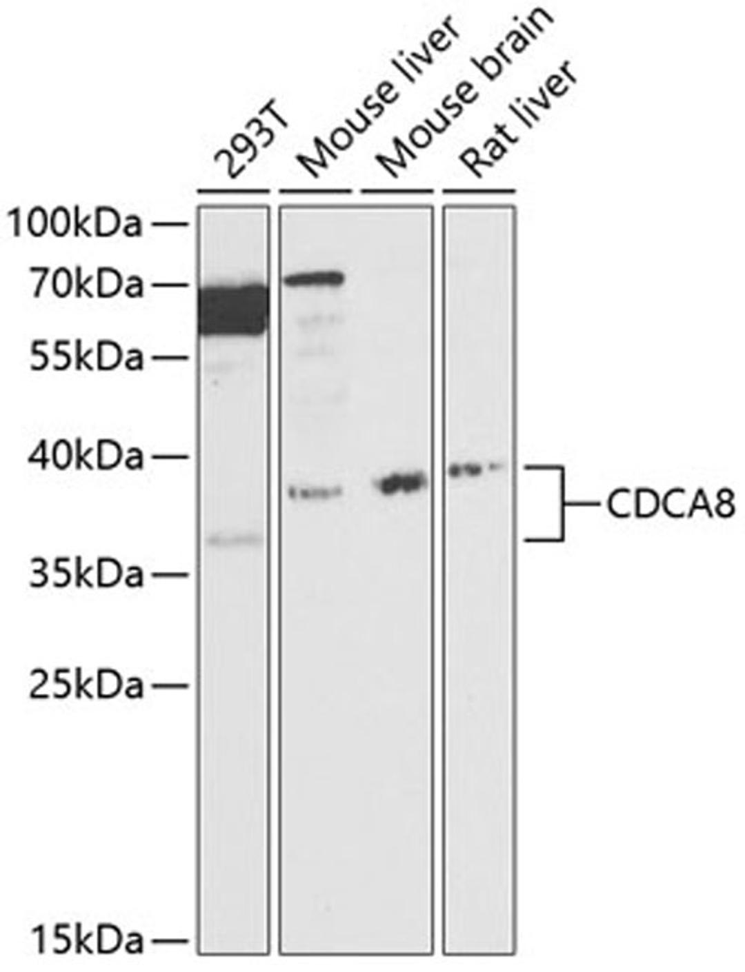 Western blot - CDCA8 antibody (A12594)