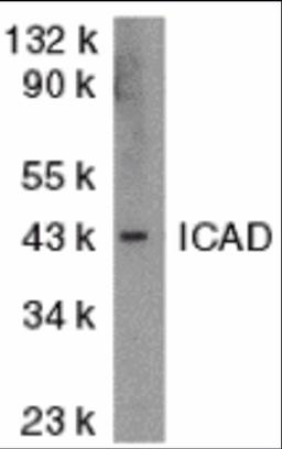 Antibodies: DR4 1167 (4 &#956;g/mL), 1h incubation at RT in 5% NFDM/TBST.