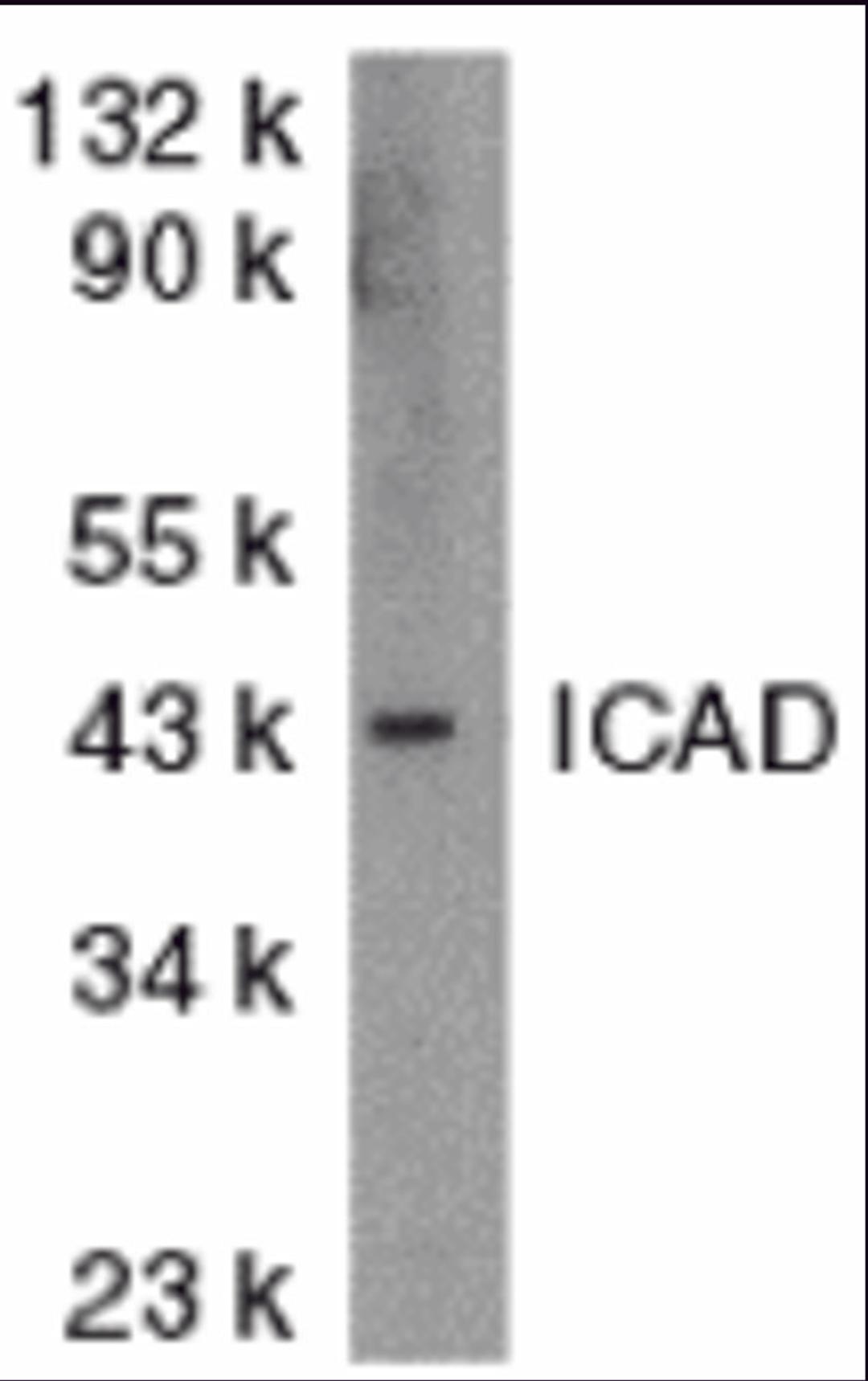 Antibodies: DR4 1167 (4 μg/mL), 1h incubation at RT in 5% NFDM/TBST.