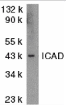 Antibodies: DR4 1167 (4 μg/mL), 1h incubation at RT in 5% NFDM/TBST.