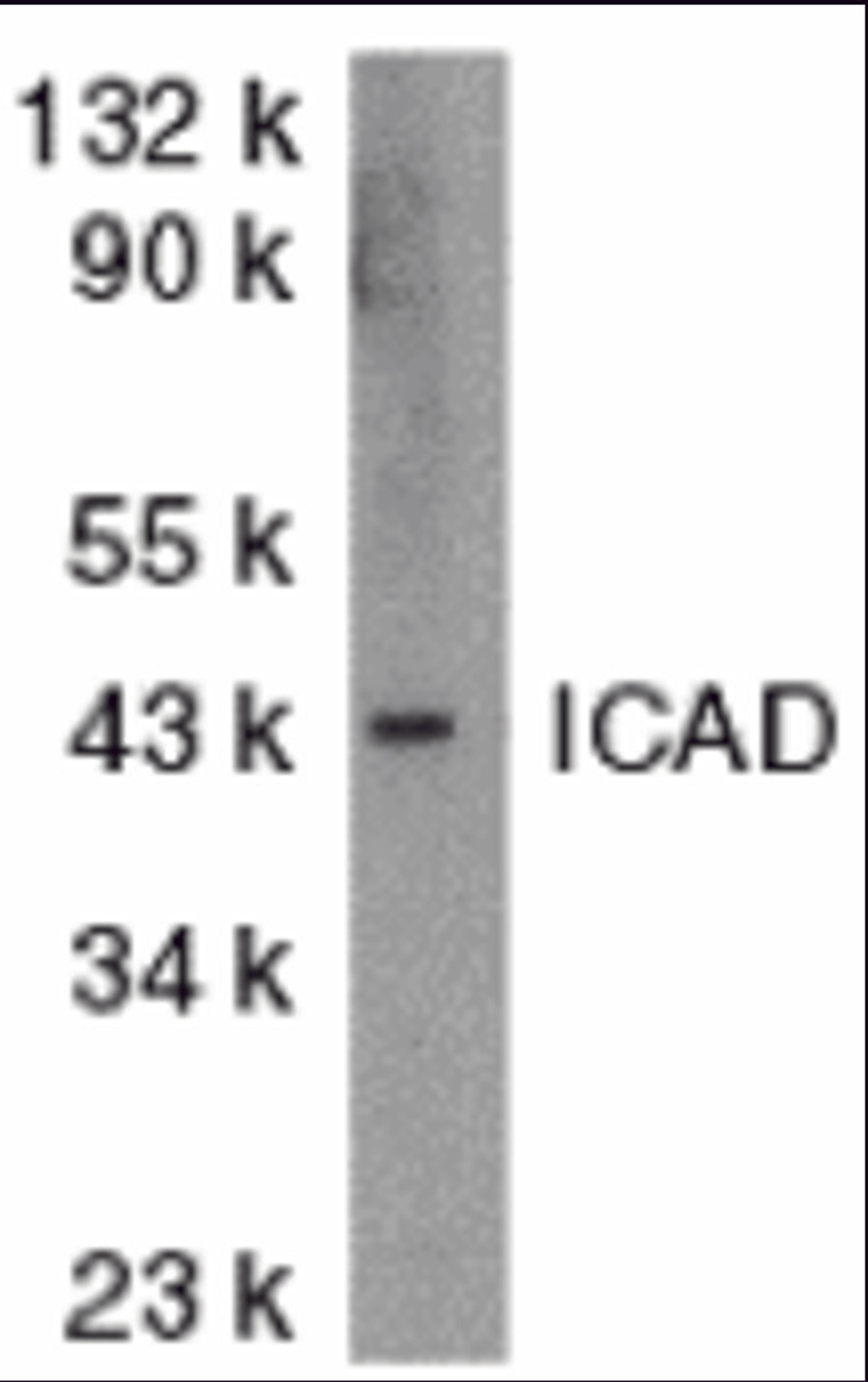 Antibodies: DR4 1167 (4 μg/mL), 1h incubation at RT in 5% NFDM/TBST.