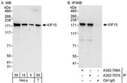 Detection of human KIF15 by western blot and immunoprecipitation.