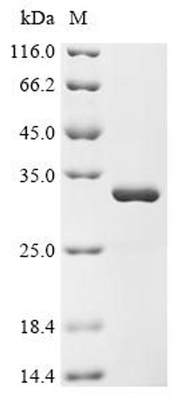 (Tris-Glycine gel) Discontinuous SDS-PAGE (reduced) with 5% enrichment gel and 15% separation gel.