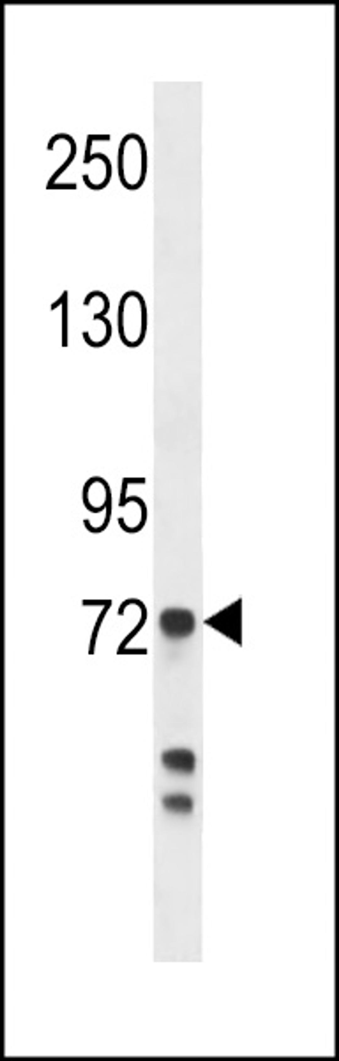 Western blot analysis in MDA-MB231 cell line lysates (35ug/lane).This demonstrates the detected the Myeloperoxidase protein (arrow).