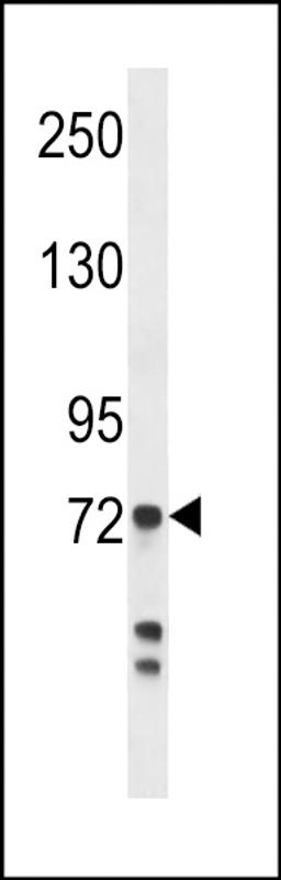 Western blot analysis in MDA-MB231 cell line lysates (35ug/lane).This demonstrates the detected the Myeloperoxidase protein (arrow).