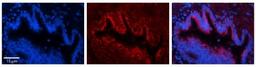 Immunocytochemistry/Immunofluorescence: UQCR10 Antibody [NBP1-62349] - Antibody    Formalin Fixed Paraffin Embedded Tissue: Human Bronchial Epithelial Tissue  Observed Staining: Cytoplasmic