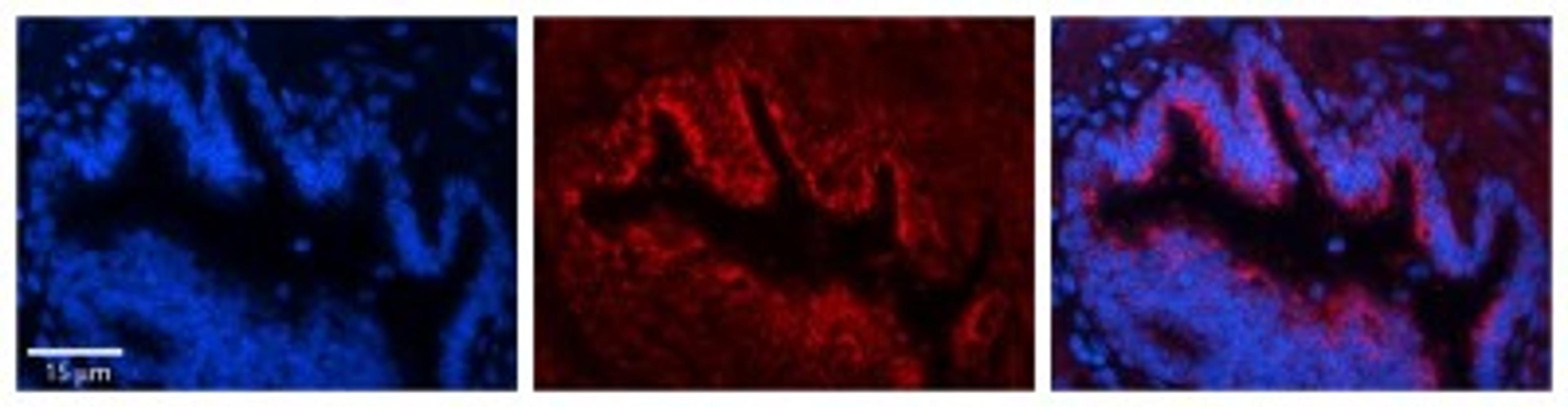 Immunocytochemistry/Immunofluorescence: UQCR10 Antibody [NBP1-62349] - Antibody    Formalin Fixed Paraffin Embedded Tissue: Human Bronchial Epithelial Tissue  Observed Staining: Cytoplasmic