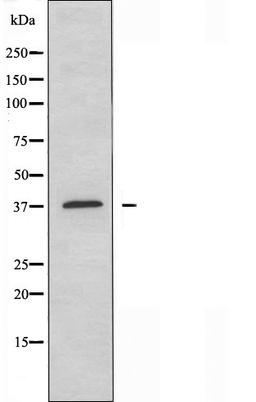 Western blot analysis of COS-7 cells using 5-HT-1F antibody