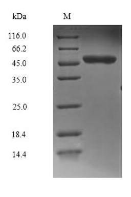 (Tris-Glycine gel) Discontinuous SDS-PAGE (reduced) with 5% enrichment gel and 15% separation gel.
