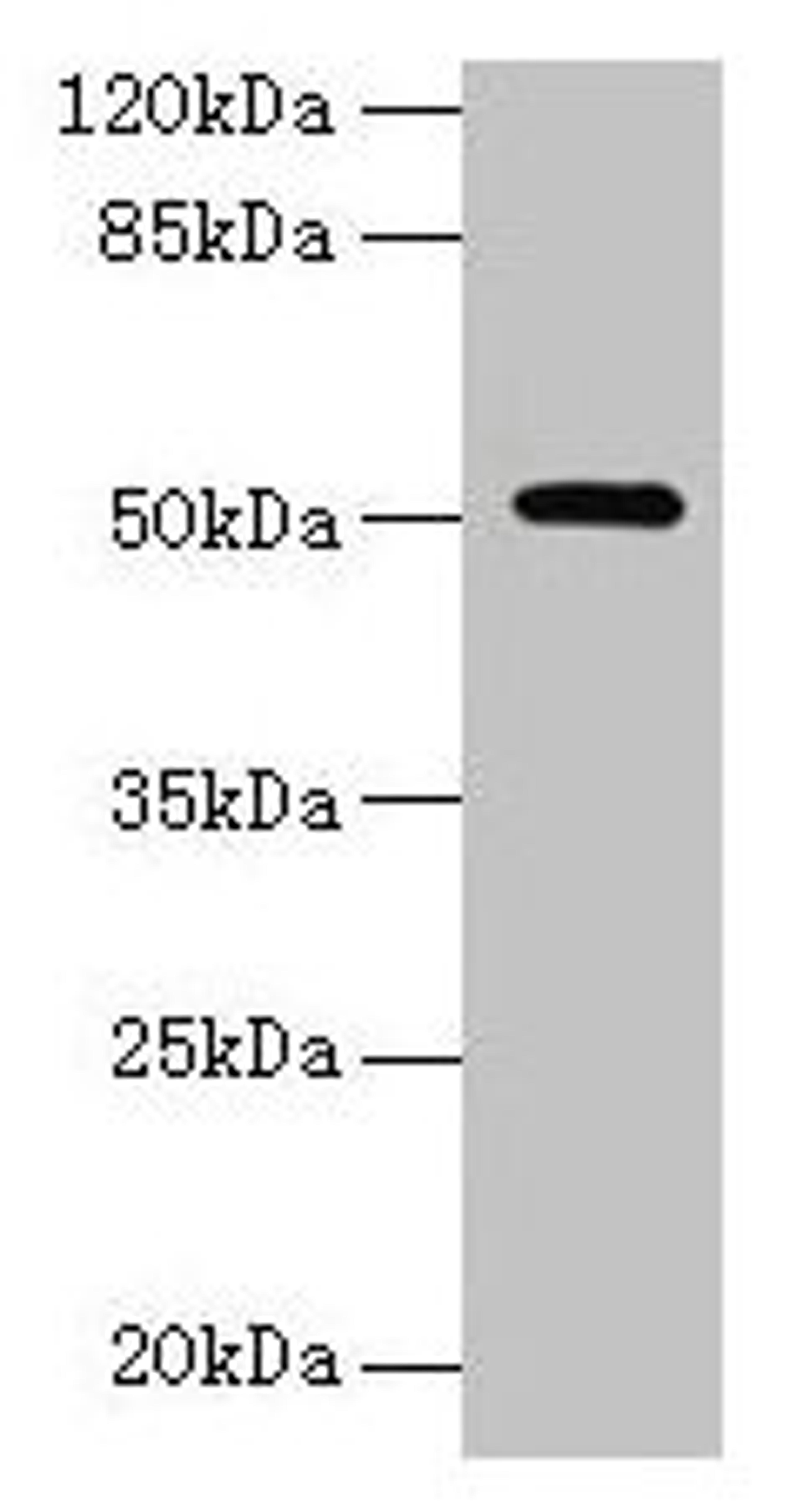 Western blot. All lanes: NR1H3 antibody at 6µg/ml + Mouse liver tissue. Secondary. Goat polyclonal to rabbit IgG at 1/10000 dilution. Predicted band size: 51, 44, 46 kDa. Observed band size: 51 kDa