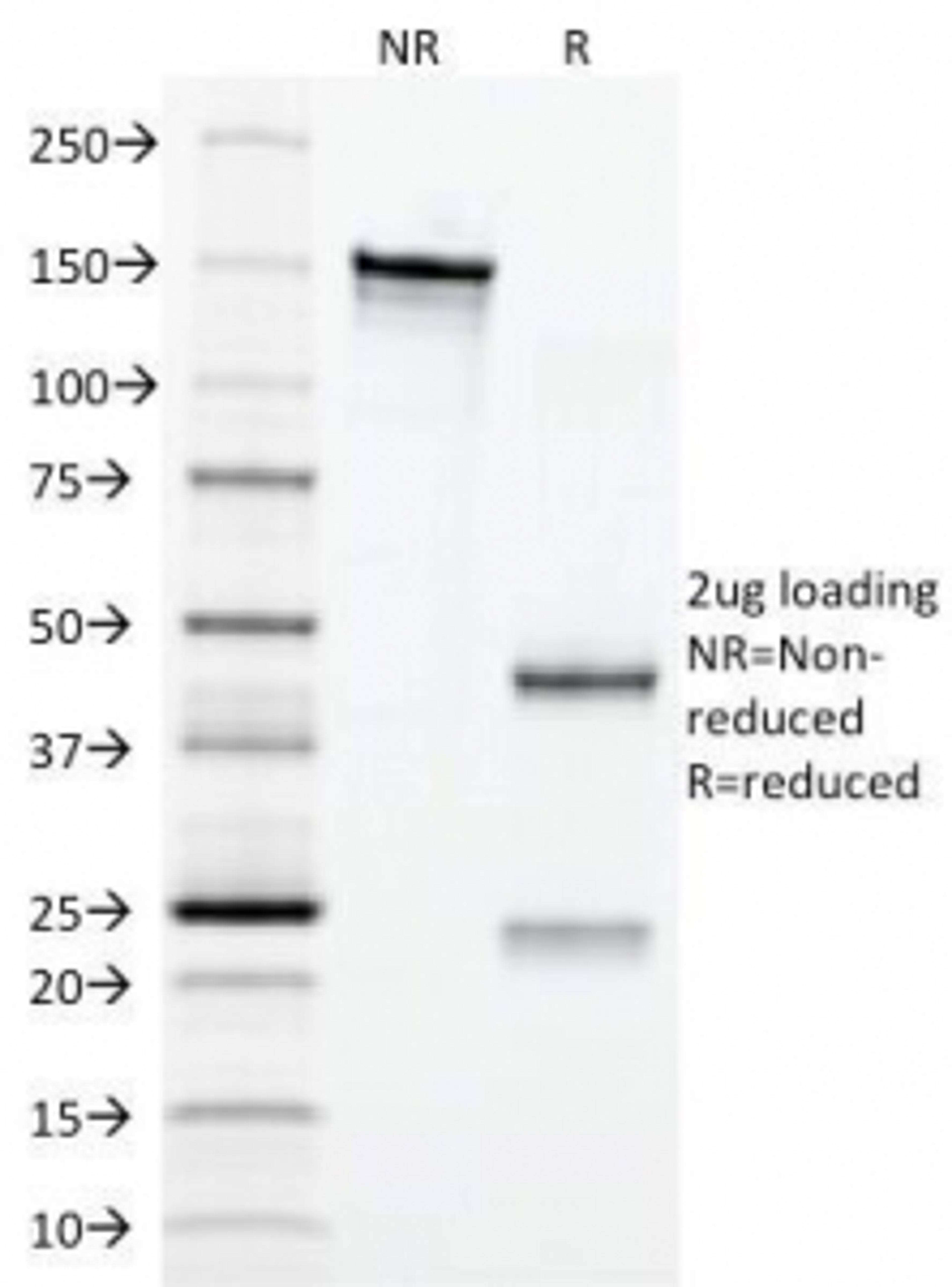 SDS-PAGE Analysis of Purified, BSA-Free Erythropoietin Antibody (clone EPO/1367). Confirmation of Integrity and Purity of the Antibody.