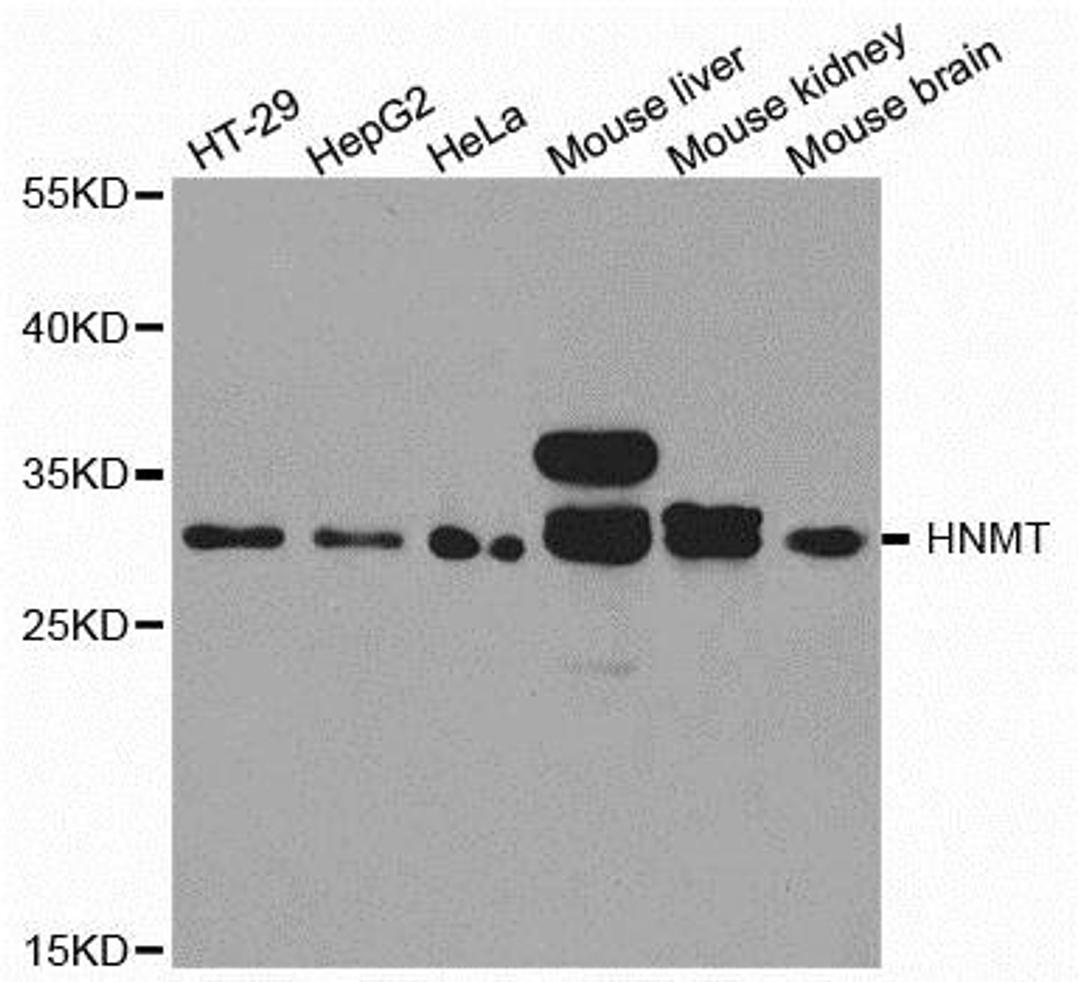 Western blot analysis of extracts of various cell lines using HNMT antibody