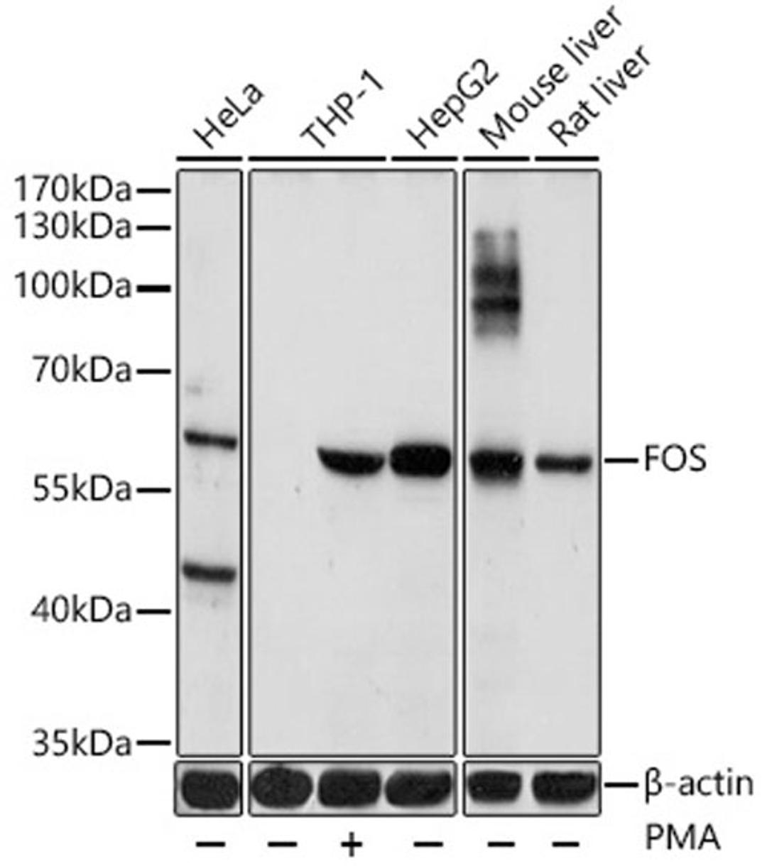 Western blot - FOS antibody (A17351)