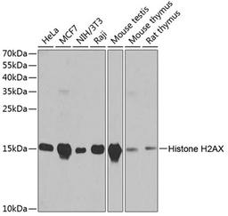 Western blot - Histone H2AX antibody (A11463)