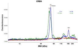 Simple Western: CRBN Antibody [NBP1-91810] - Electropherogram image(s) of corresponding Simple Western lane view. CRBN antibody was used at 1:60 dilution on RT4 and U-251MG lysate(s).