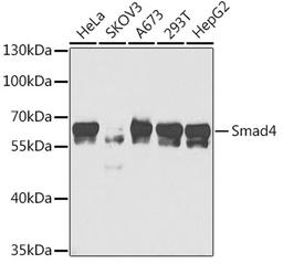 Western blot - Smad4 antibody (A5657)